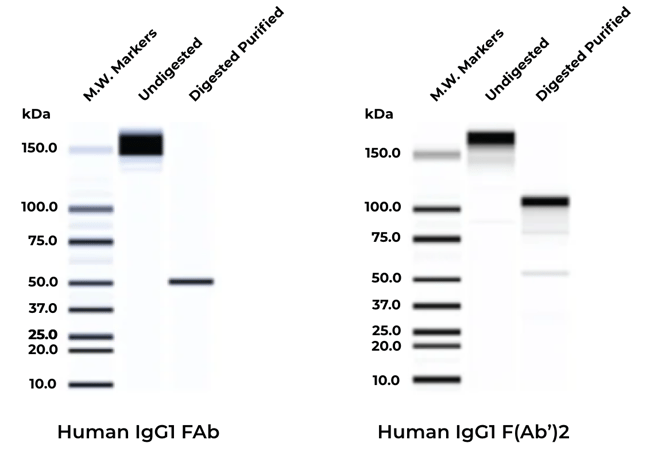 Antibody-fab-data-rep-2