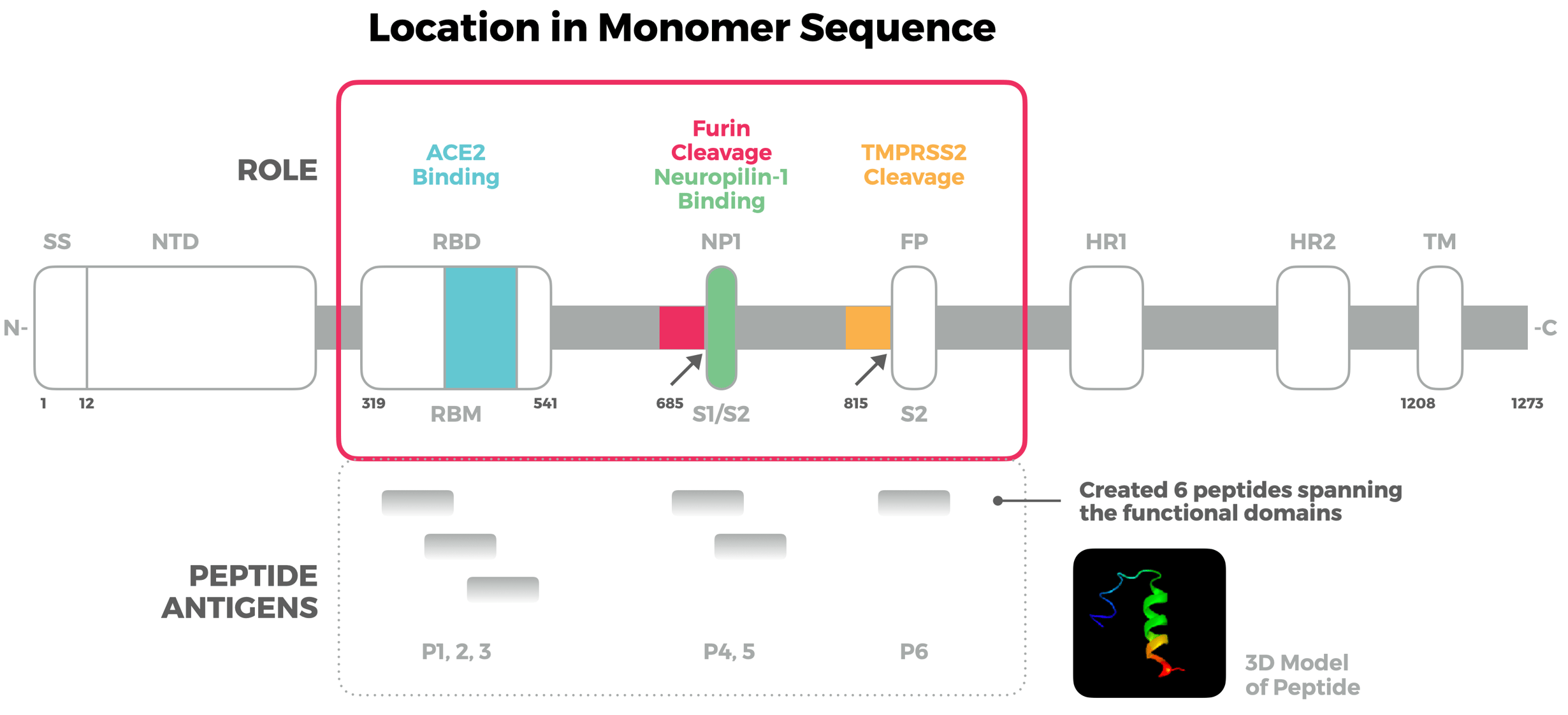 Peptides: The Less-is-More Strategy for Success